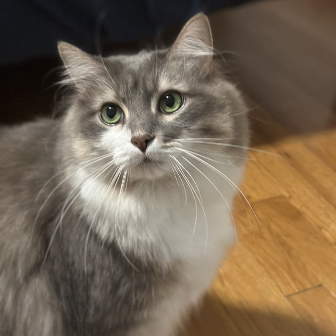 Former Er Vet Tech Providing Loving Cat Care 
