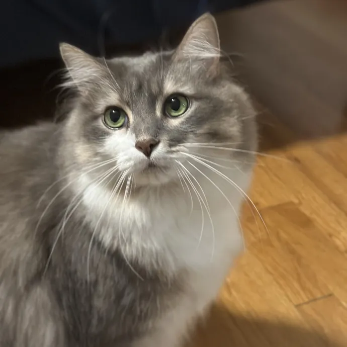 Purrfectly Reliable Cat Sitter