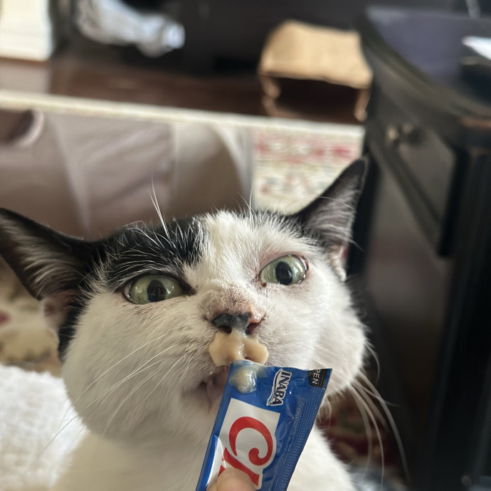 Former Er Vet Tech Providing Loving Cat Care 