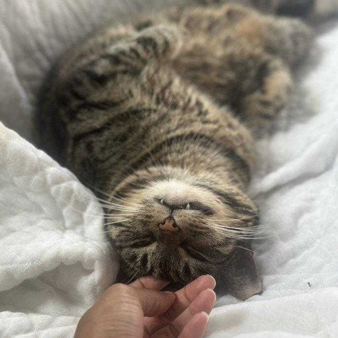 Former Er Vet Tech Providing Loving Cat Care 