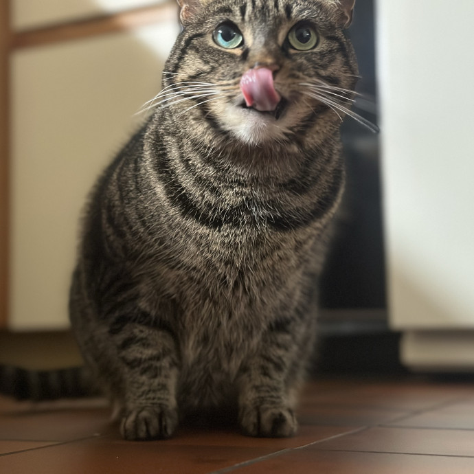 Former Er Vet Tech Providing Loving Cat Care 