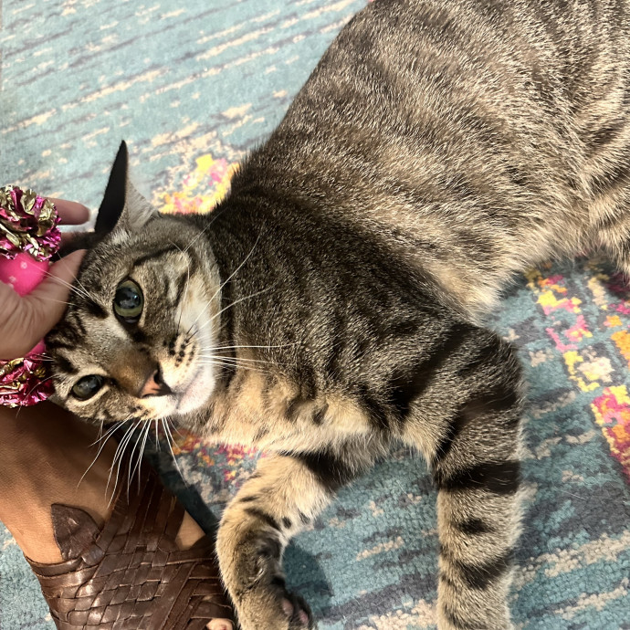 Former Er Vet Tech Providing Loving Cat Care 