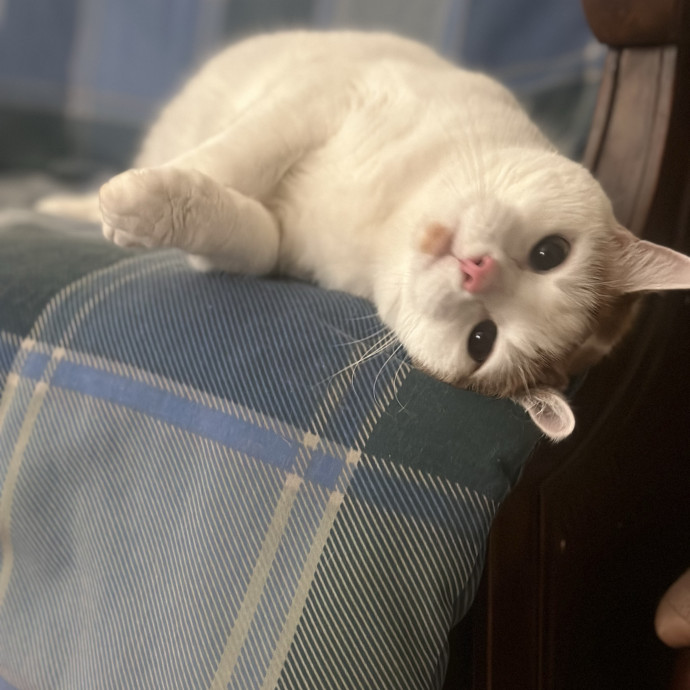 Former Er Vet Tech Providing Loving Cat Care 