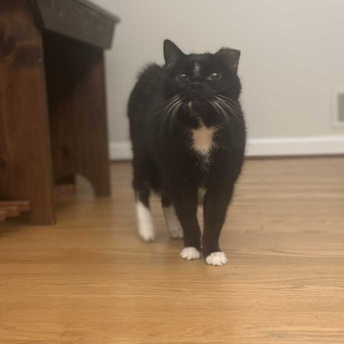 Former Er Vet Tech Providing Loving Cat Care 