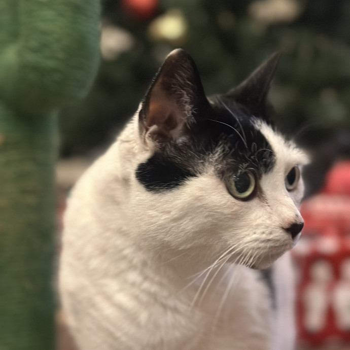 Former Er Vet Tech Providing Loving Cat Care 