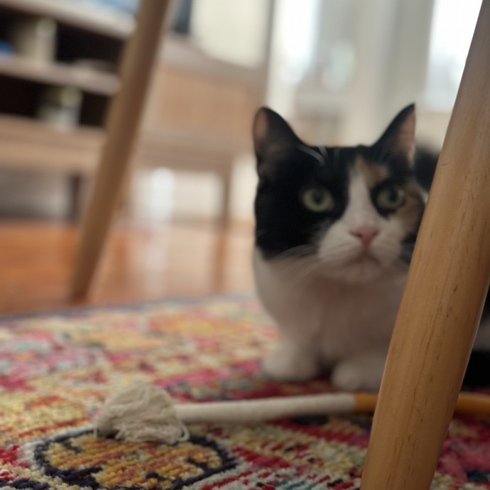 Former Er Vet Tech Providing Loving Cat Care  photo 3