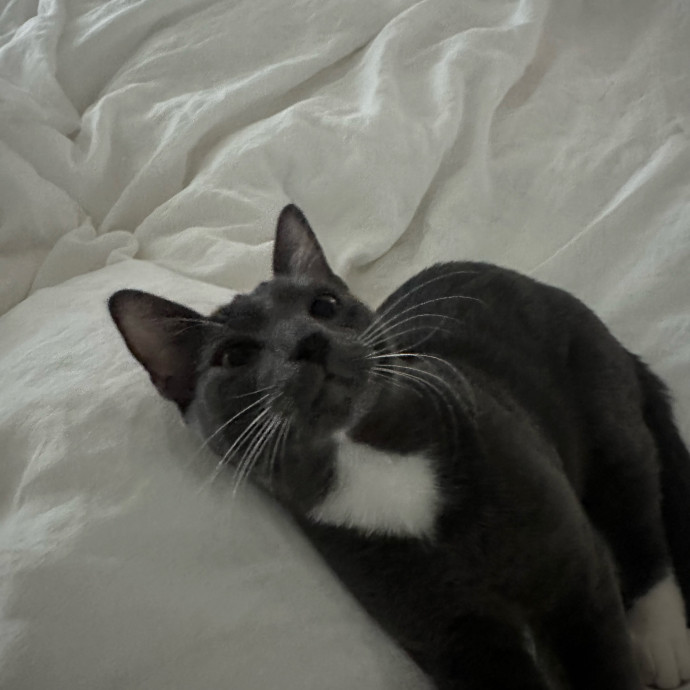 Your Cat's Favorite Visitor