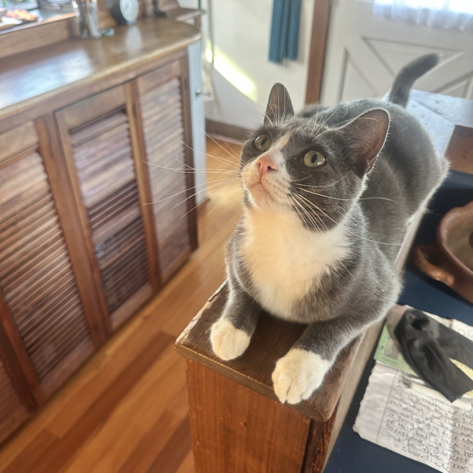 Your Cat's Favorite Visitor photo 3