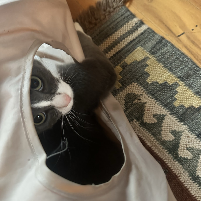 Your Cat's Favorite Visitor photo 2