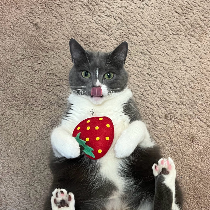 Kaya's Cat Sitting