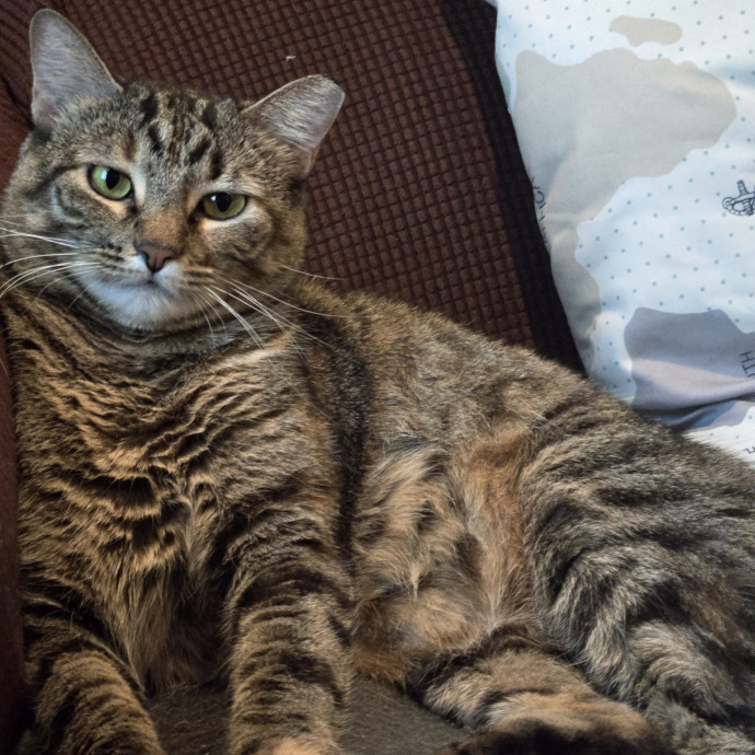 Alex's Whisker Watching Cat Care photo 3