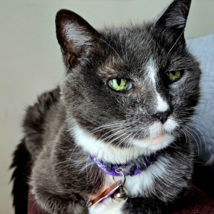 Alex's Whisker Watching Cat Care photo 2