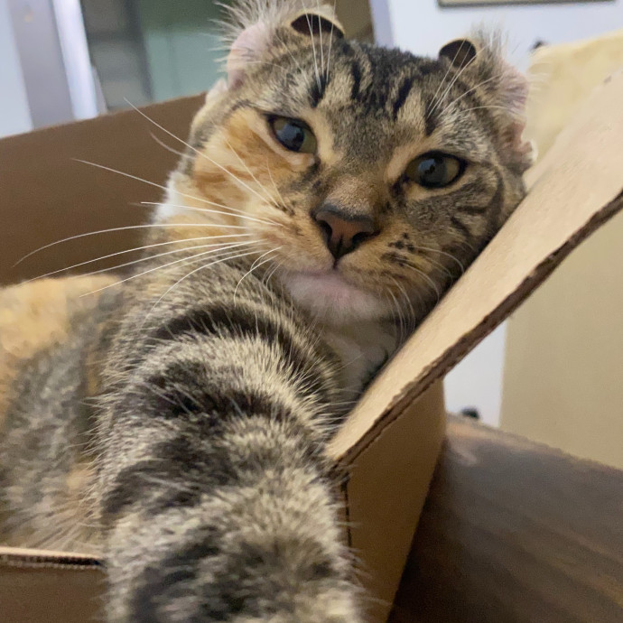 Uptown Kitty