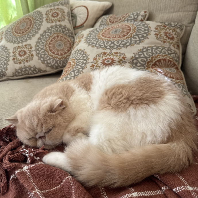 Uptown Kitty