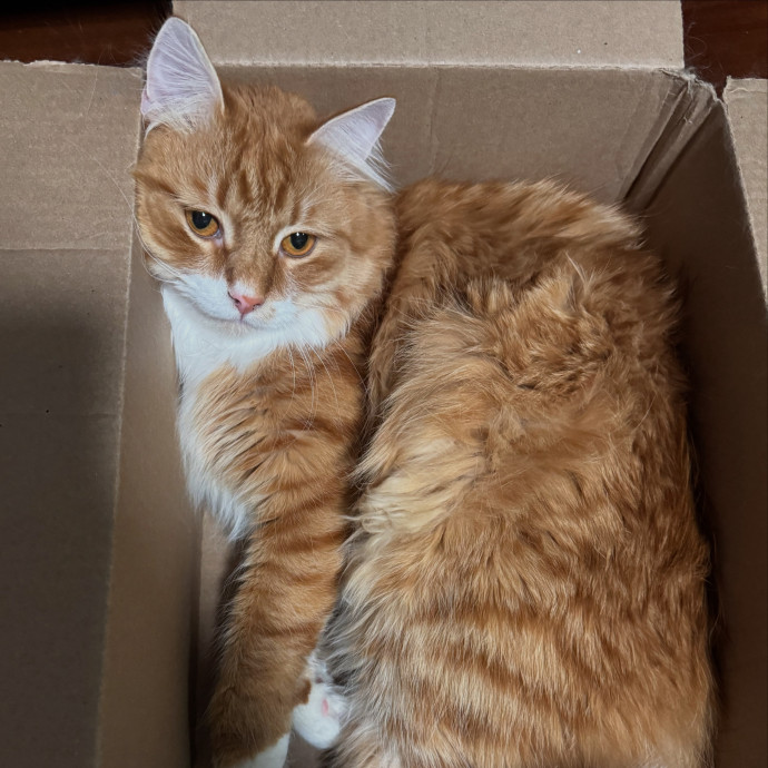 Uptown Kitty