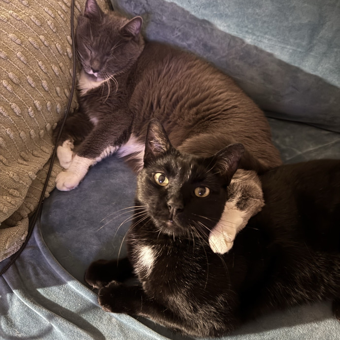 Uptown Kitty photo 3