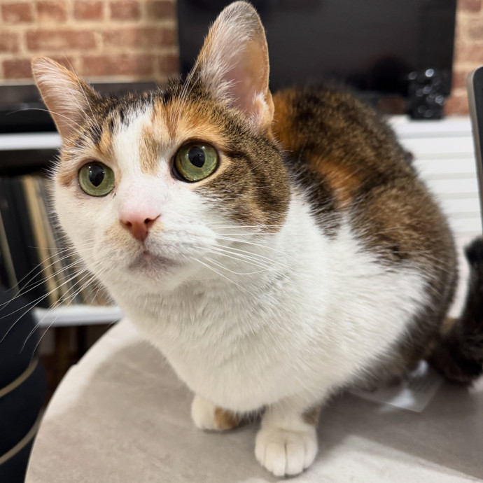 Uptown Kitty photo 2