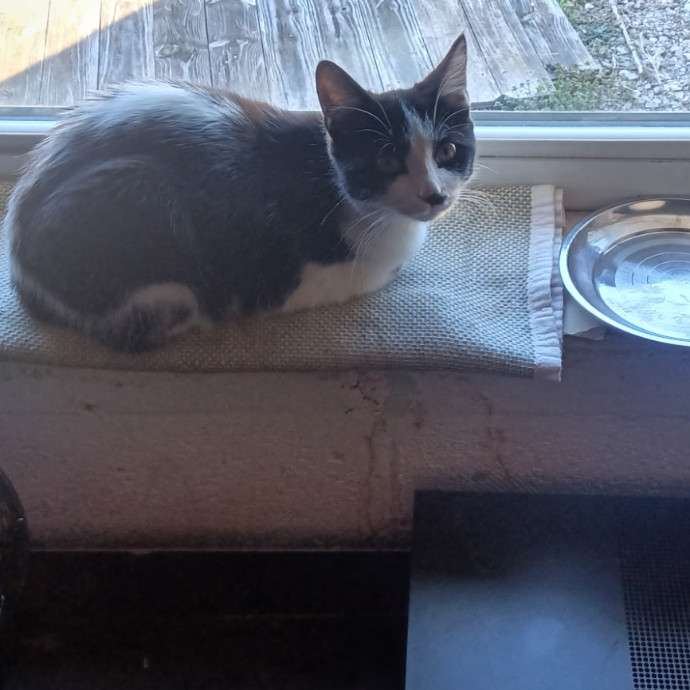 Pawsitively Playful Pet Pal