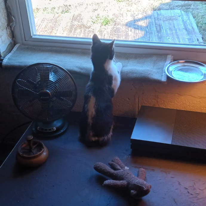 Pawsitively Playful Pet Pal
