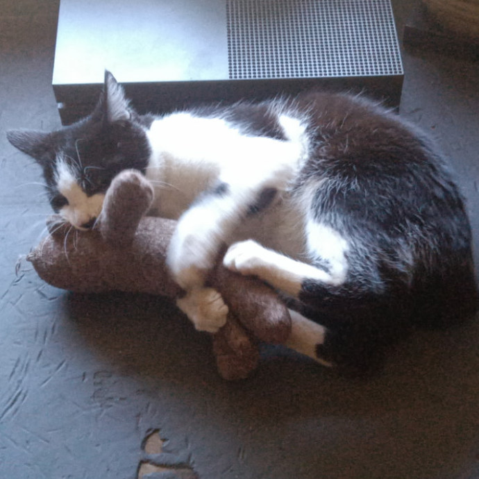 Pawsitively Playful Pet Pal