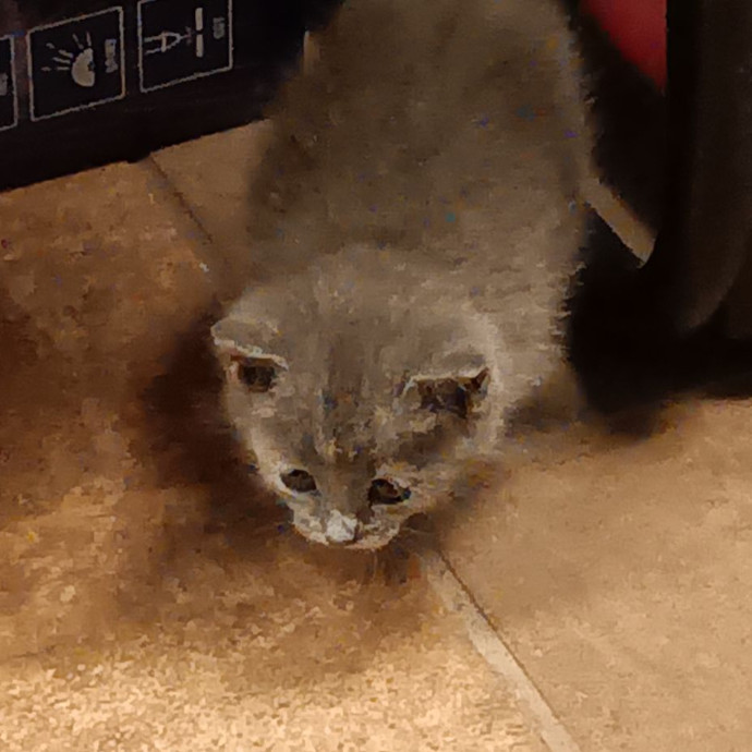 Pawsitively Playful Pet Pal photo 3