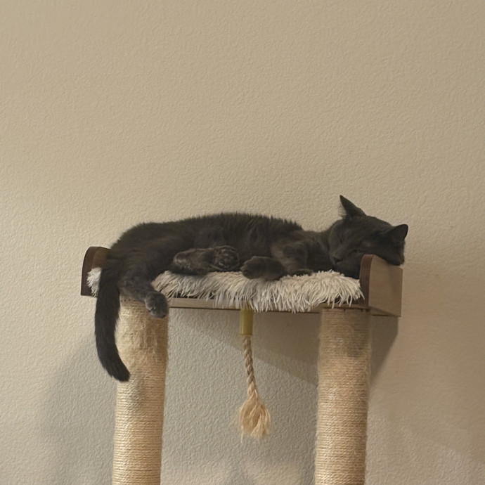 Reliable Cat Care In Northeast El Paso photo 3