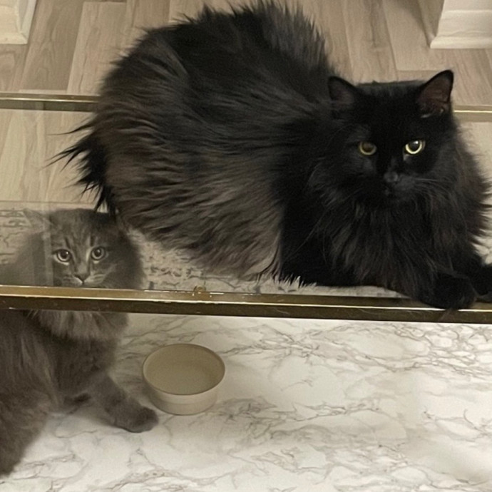 Taylor's Kitty Care In Lakeview