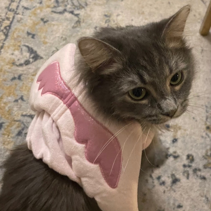 Taylor's Kitty Care In Lakeview
