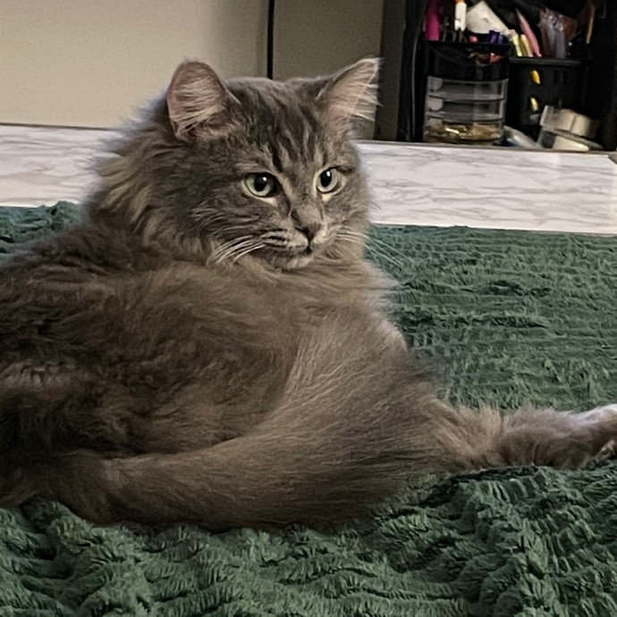 Taylor's Kitty Care In Lakeview
