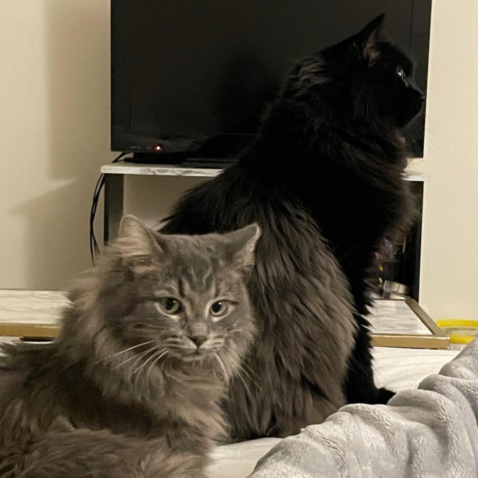 Taylor's Kitty Care In Lakeview