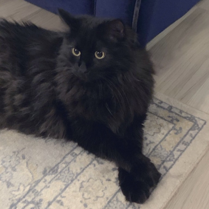 Taylor's Kitty Care In Lakeview photo 3