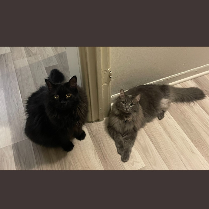 Taylor's Kitty Care In Lakeview photo 2