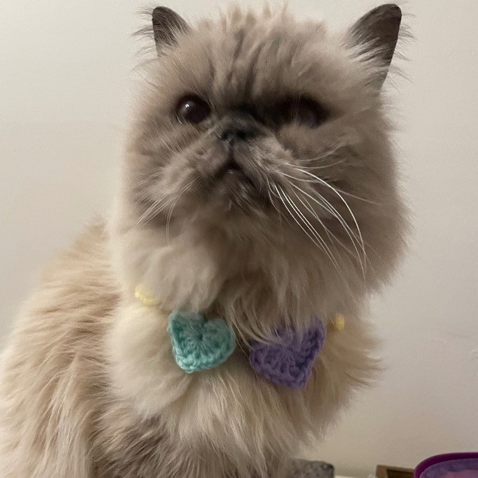 Purrfectly Pampered Pet Sitting Services photo 3