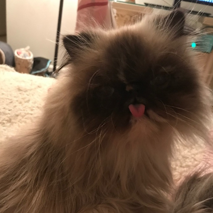 Purrfectly Pampered Pet Sitting Services photo 2