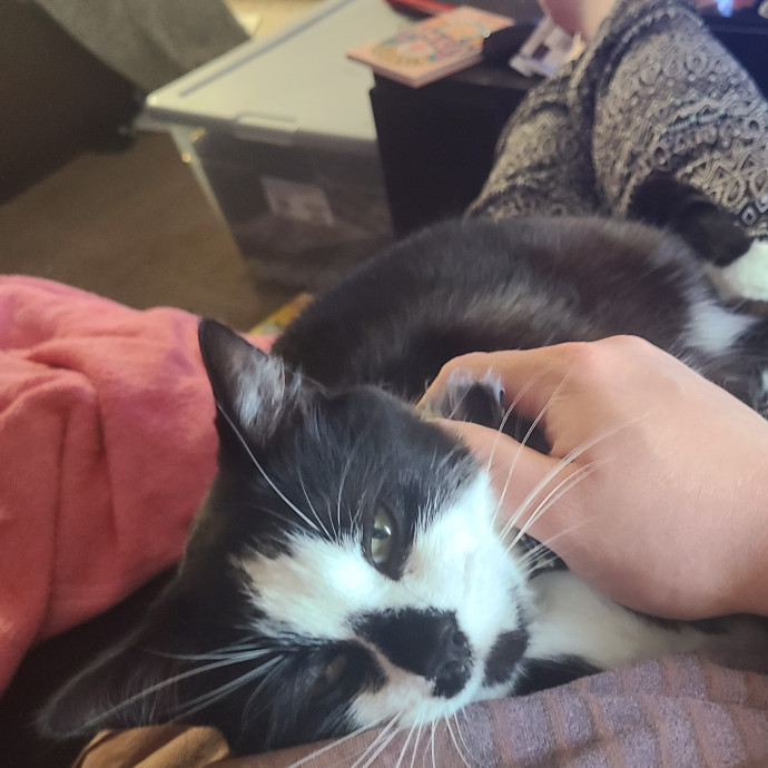 Cat Care Extraordinaire