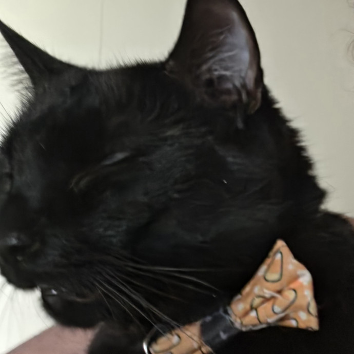 Cat Care Extraordinaire photo 2