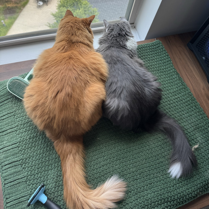 Your Neighborhood Cat Sitter