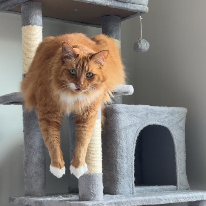 Your Neighborhood Cat Sitter