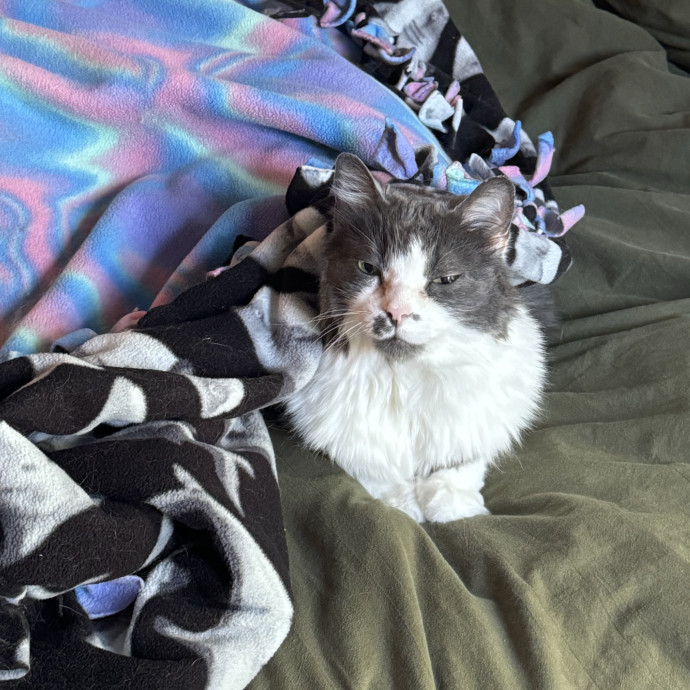 Your Neighborhood Cat Sitter