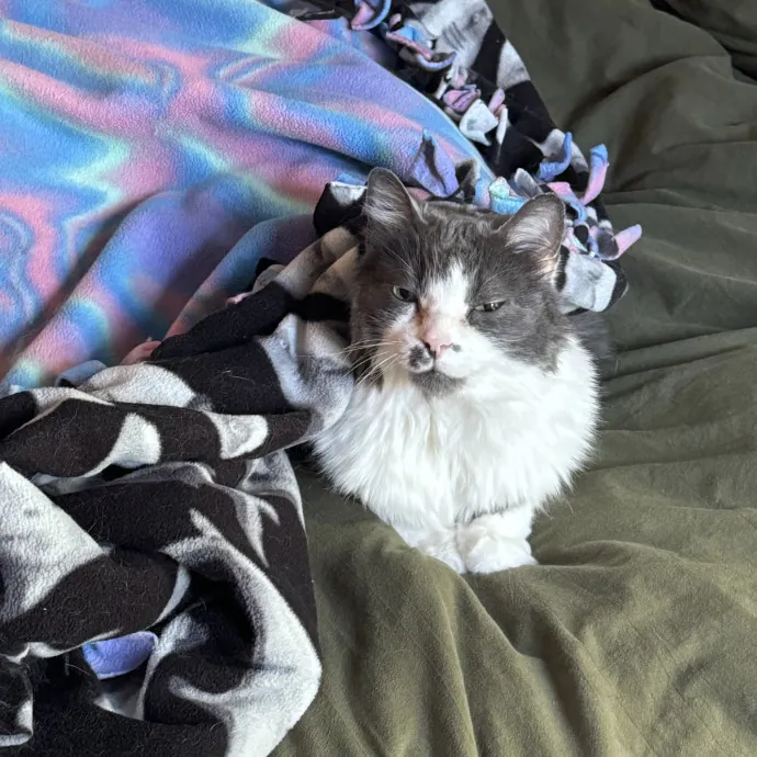 Your Neighborhood Cat Sitter