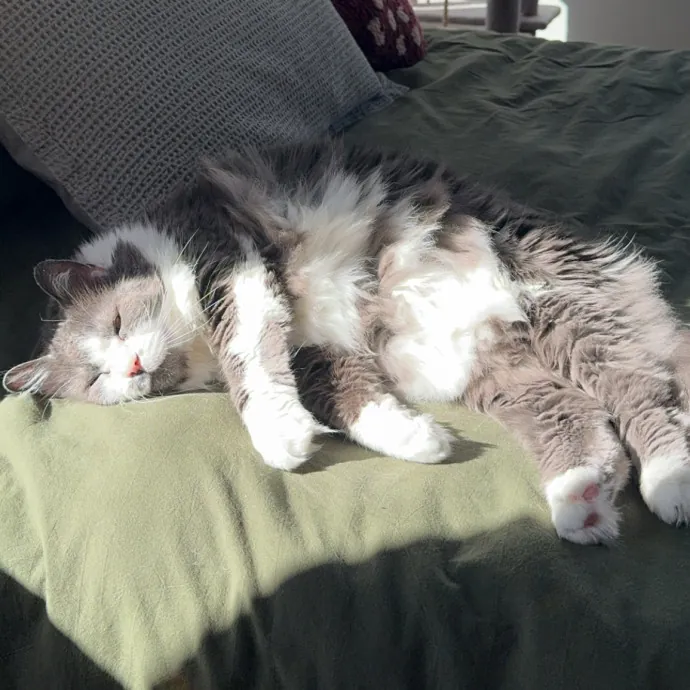 Your Neighborhood Cat Sitter photo 4