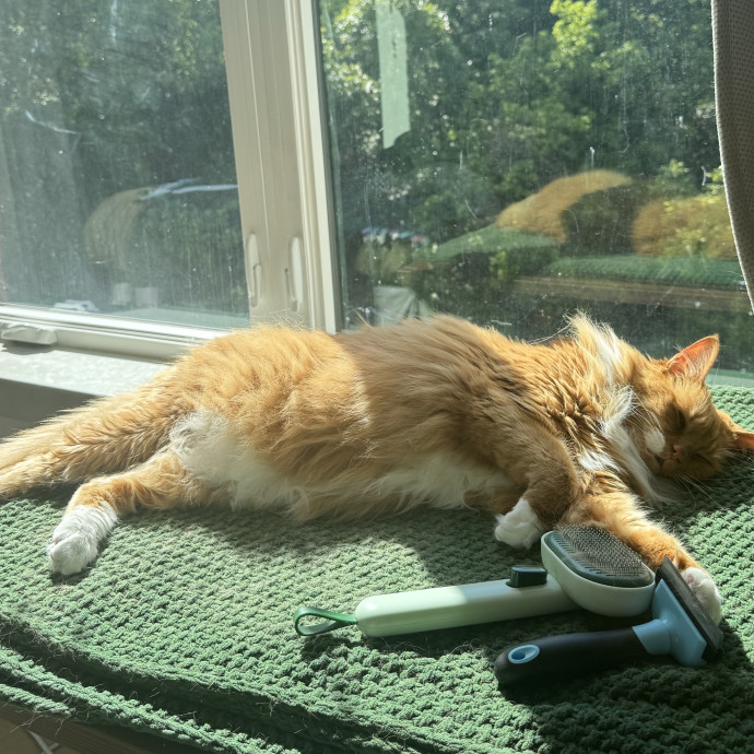 Your Neighborhood Cat Sitter photo 3