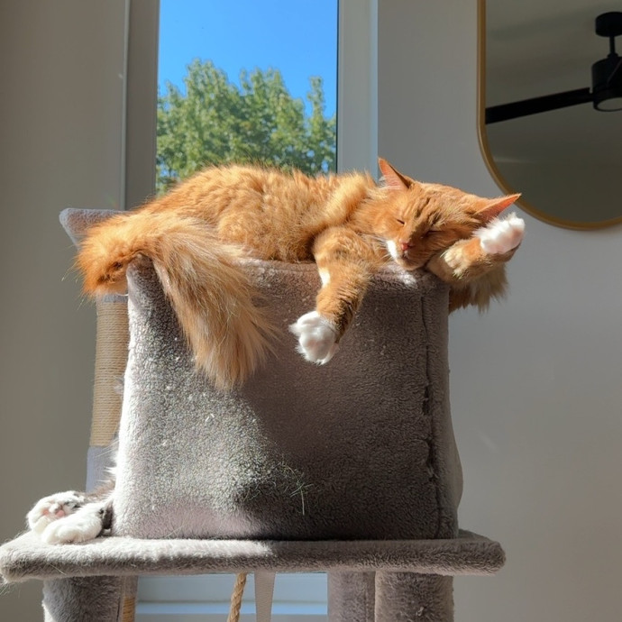 Your Neighborhood Cat Sitter photo 2