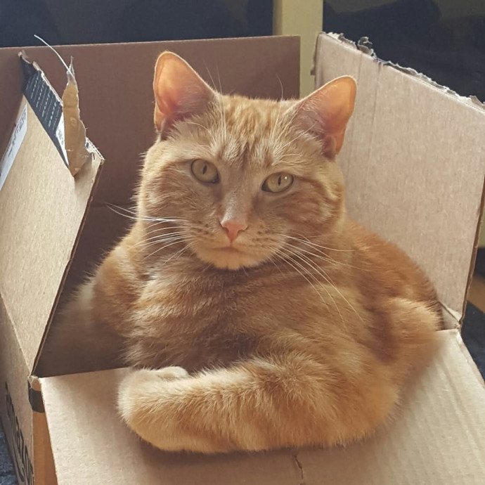 Cozy Paws Cat Care
