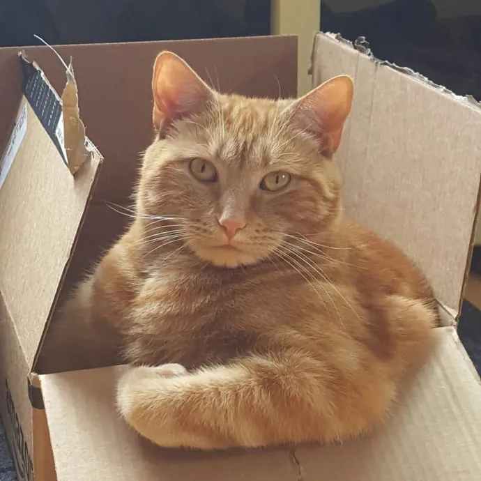 Cozy Paws Cat Care