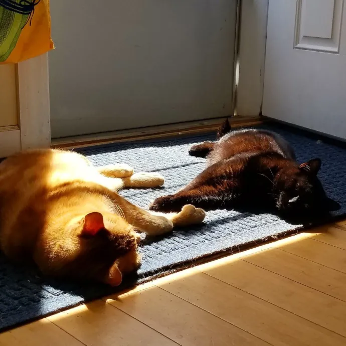 Cozy Paws Cat Care