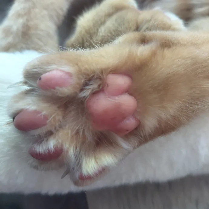 Cozy Paws Cat Care