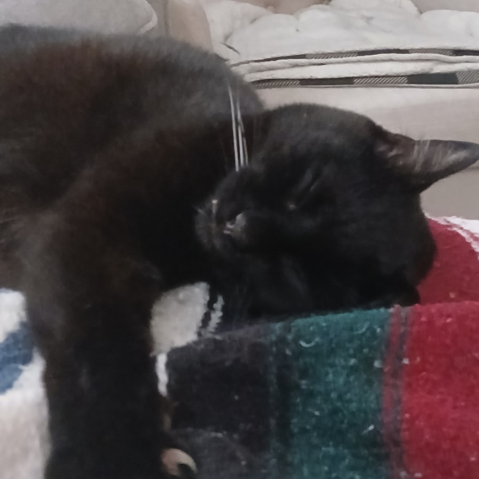 Cozy Paws Cat Care