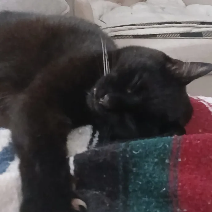 Cozy Paws Cat Care