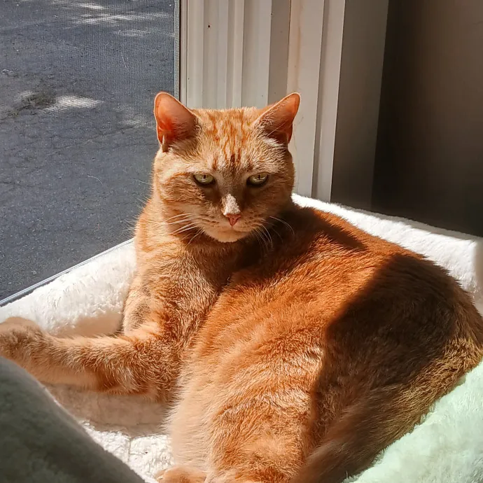 Cozy Paws Cat Care